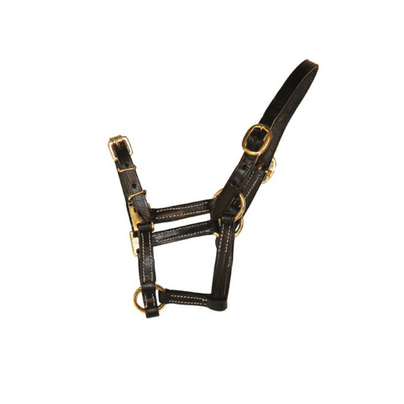 Licol en cuir pour poulain HFI