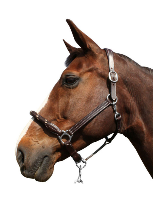 Licol corde Canter