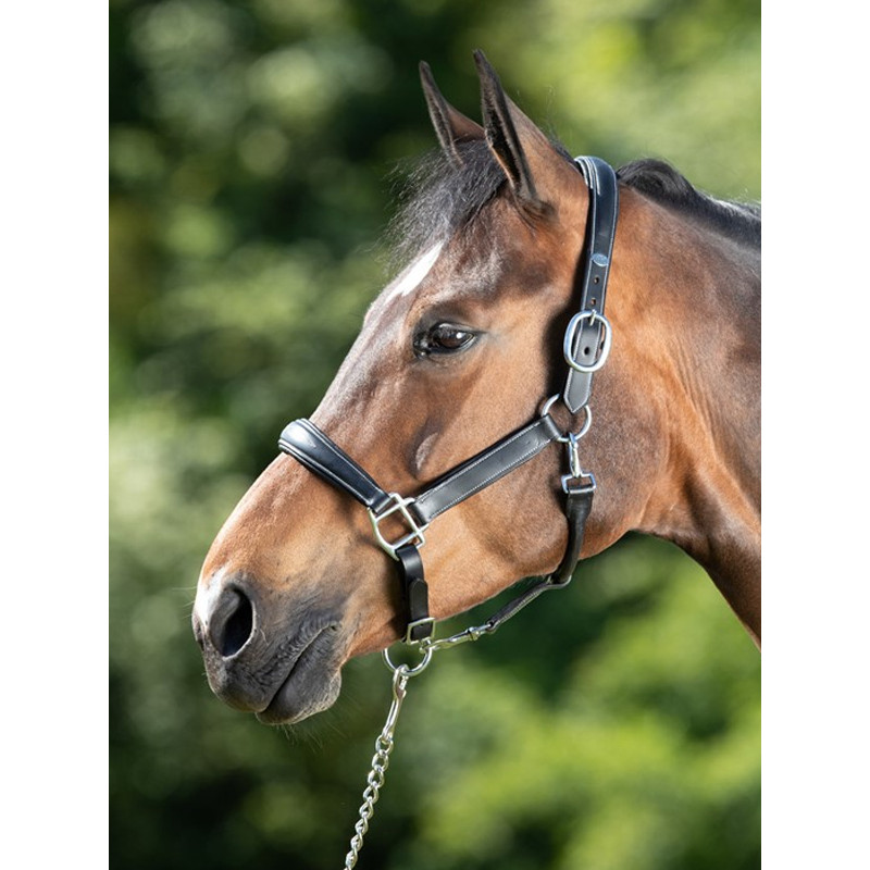 Licol grooming halter HFI