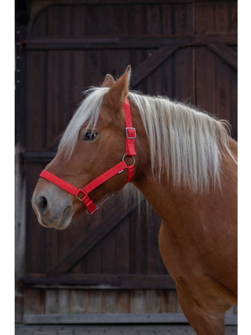 Licol cheval de trait Norton