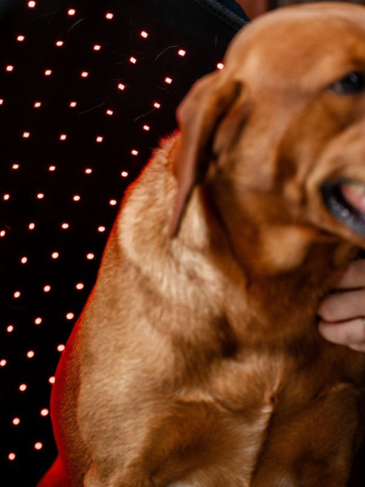 Manteau de thérapie par lumière rouge LED Horseware