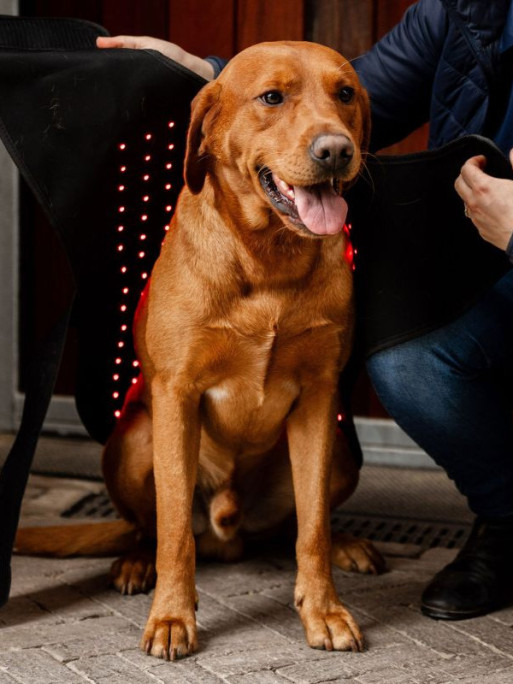 Manteau de thérapie par lumière rouge LED Horseware