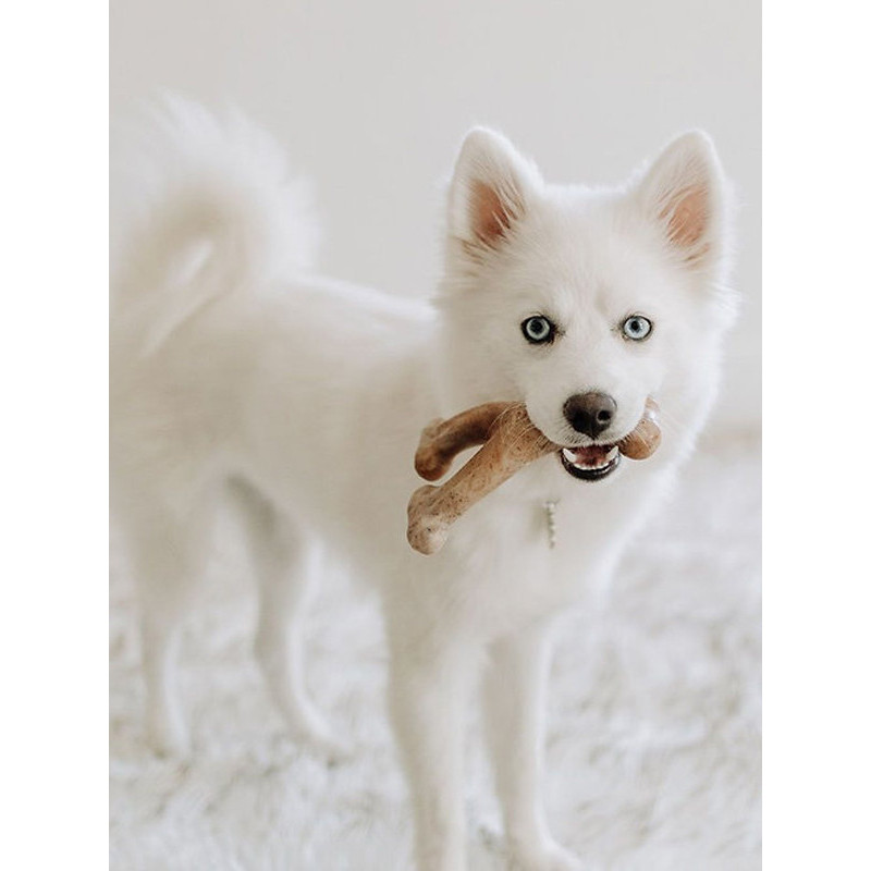 Jouets à mâcher x2 Wishbone Bacon chiot Benebone