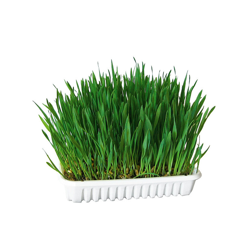 Herbe à chat 100g Kerbl