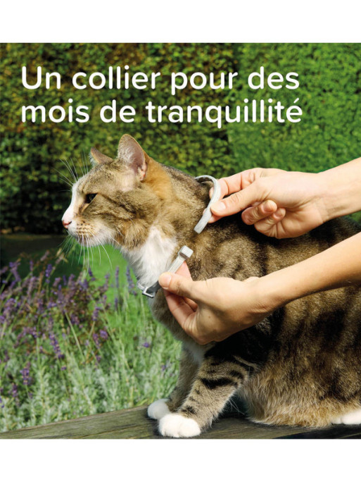 Collier médicamenteux 1.25g + 056g chat Beaphar