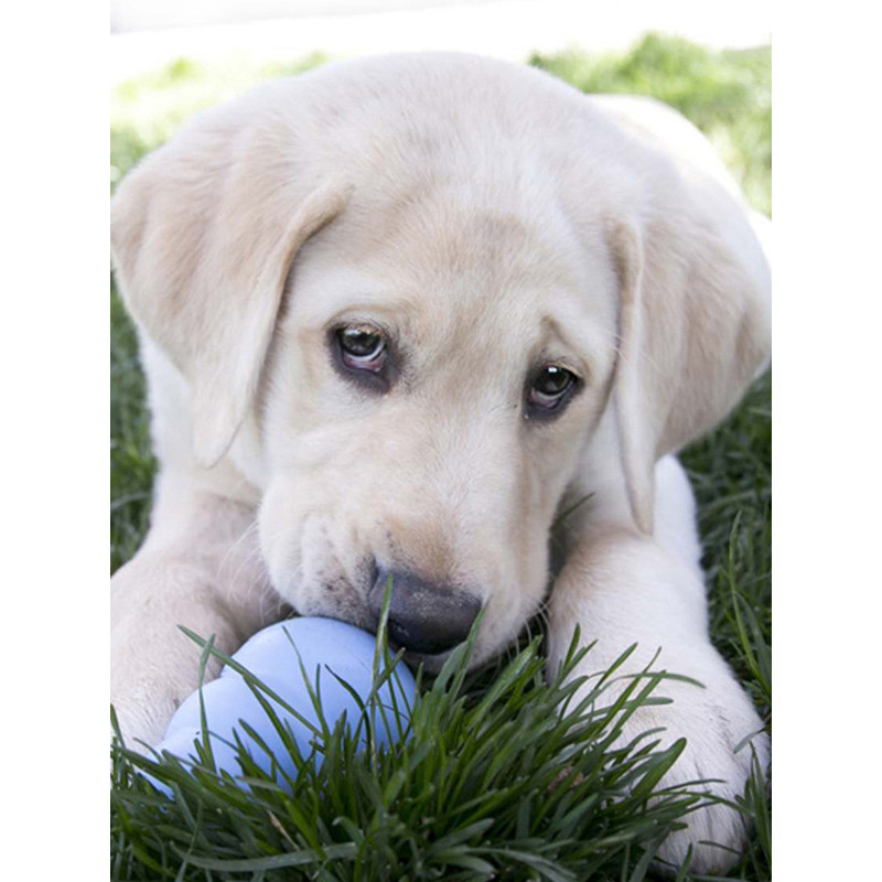 Jouet puppy Kong