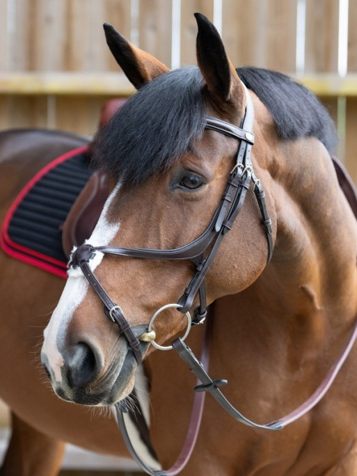 Bridon Evolution muserolle croisée Origin Jump'In