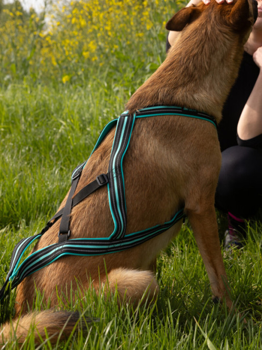 Harnais Olympia Cani Gear
