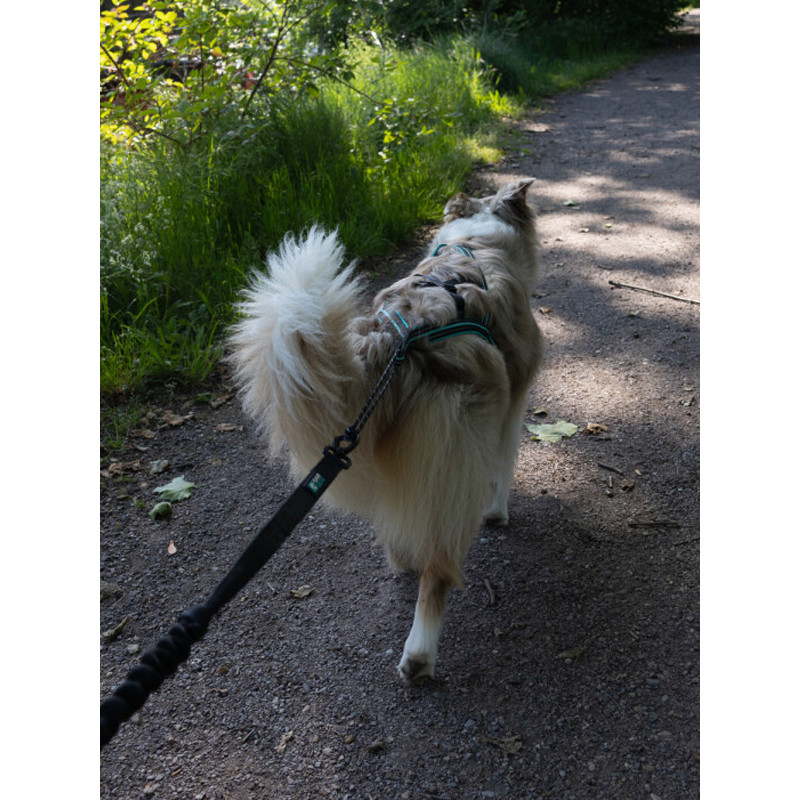 Harnais Olympia Cani Gear