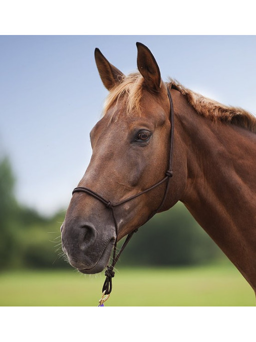 Licol éthologique doux