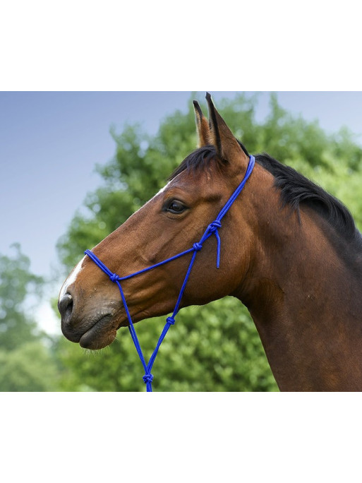 Licol éthologique doux