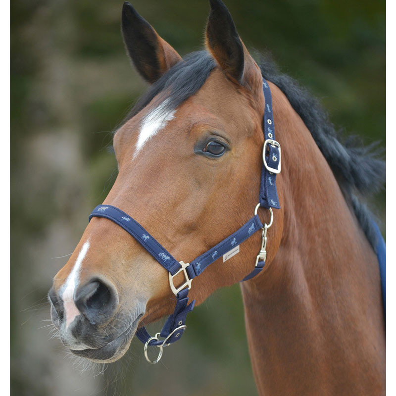 Licol déco petits chevaux Waldhausen