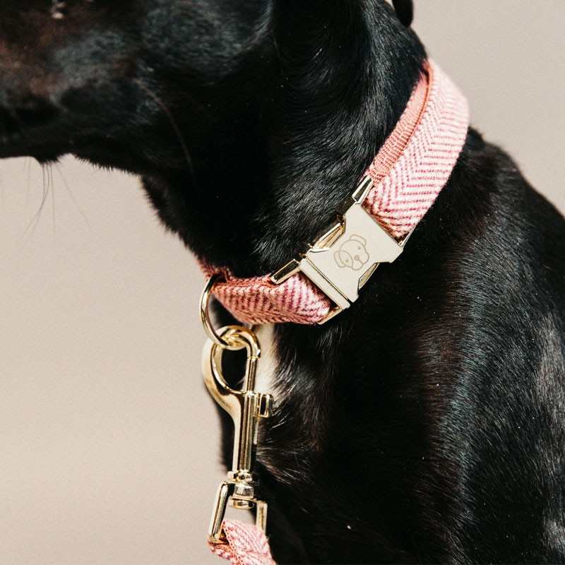 Collier pour chien wool Kentucky