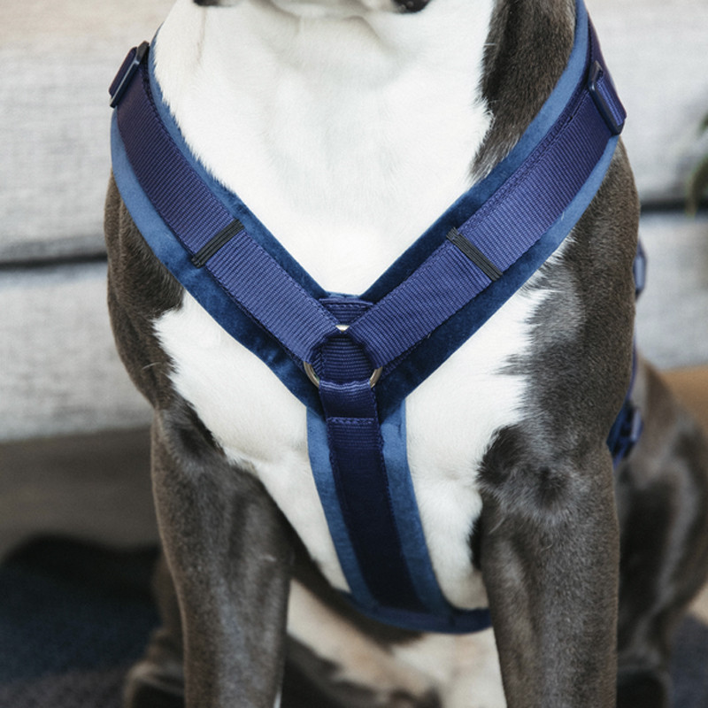 Harnais pour chien Velvet Kentucky