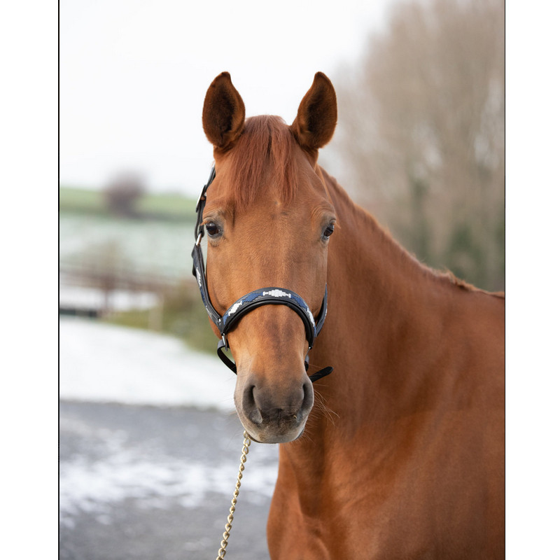 Licol Polo Halter HFI