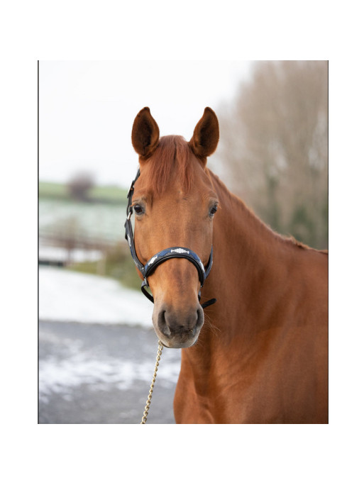 Licol Polo Halter HFI Licol Polo Halter HFI