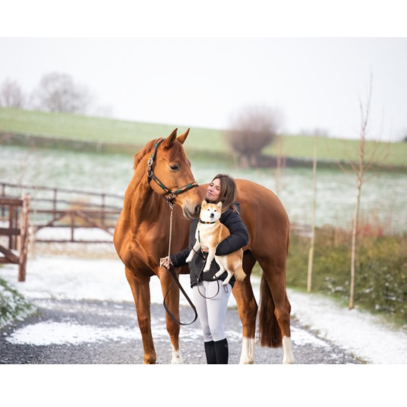 Licol Polo Halter HFI