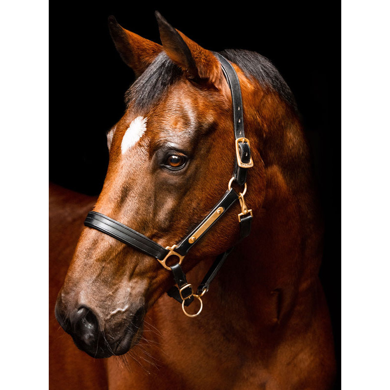 Licol en cuir rembourré Horseware