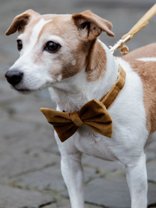 Noeud papillon velvet Kentucky