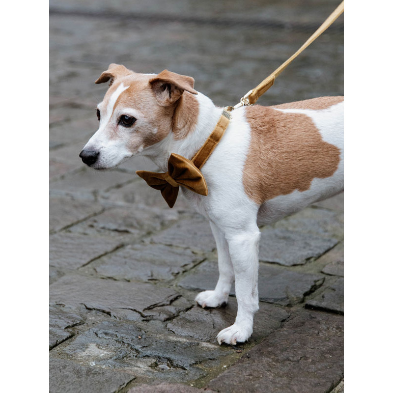 Noeud papillon velvet Kentucky