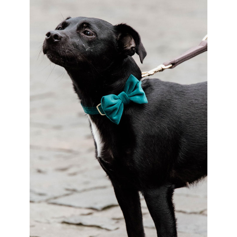 Noeud papillon velvet Kentucky Noeud papillon velvet Kentucky