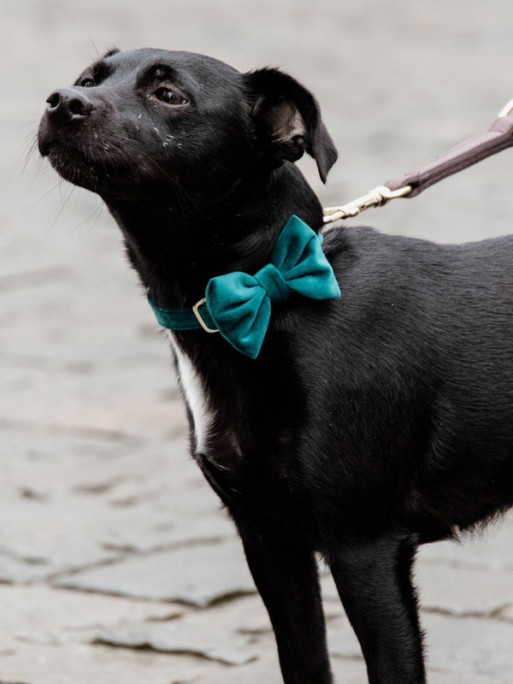 Noeud papillon velvet Kentucky Noeud papillon velvet Kentucky