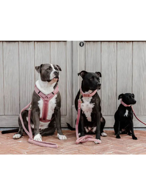 Harnais pour chien Active Teddy Fleece Kentucky