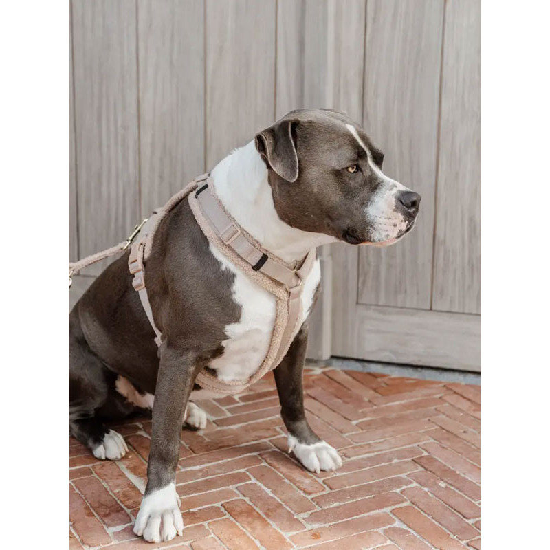 Harnais pour chien Active Teddy Fleece Kentucky
