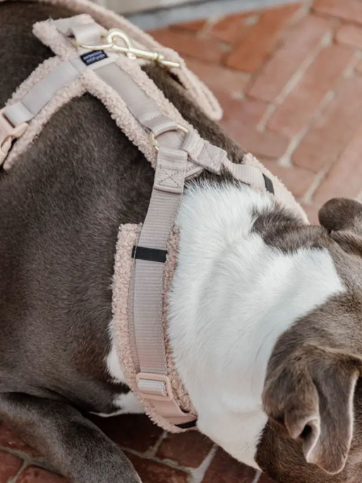 Harnais pour chien Active Teddy Fleece Kentucky