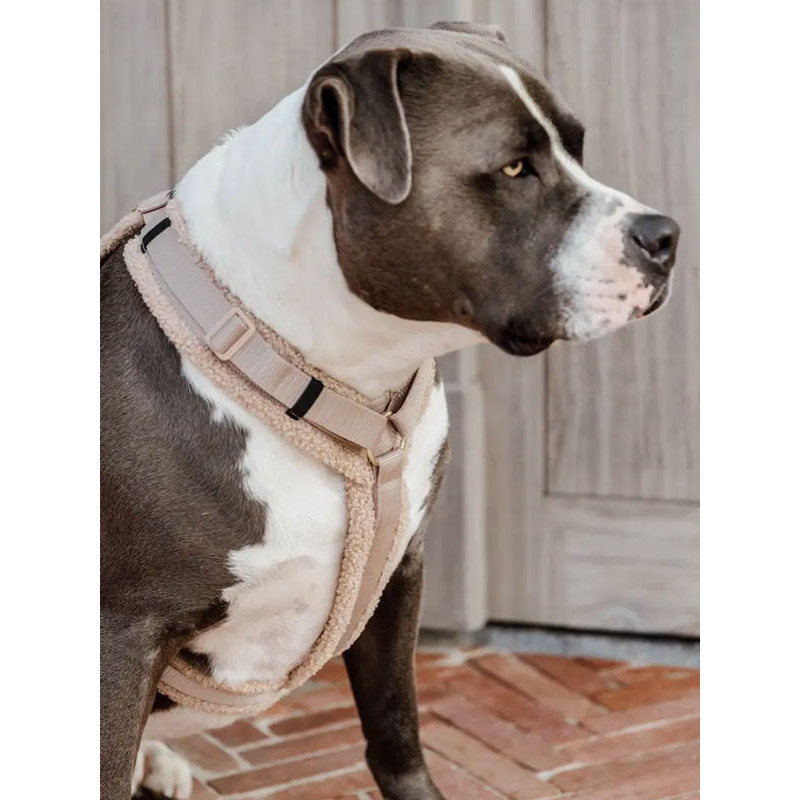 Harnais pour chien Active Teddy Fleece Kentucky