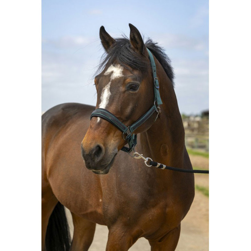 Licol nylon strass Equithème